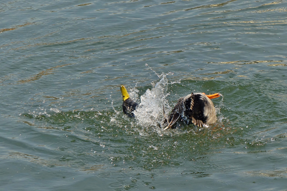 . Rolle seitw�rts. 17.03.2015 (Jeanny)