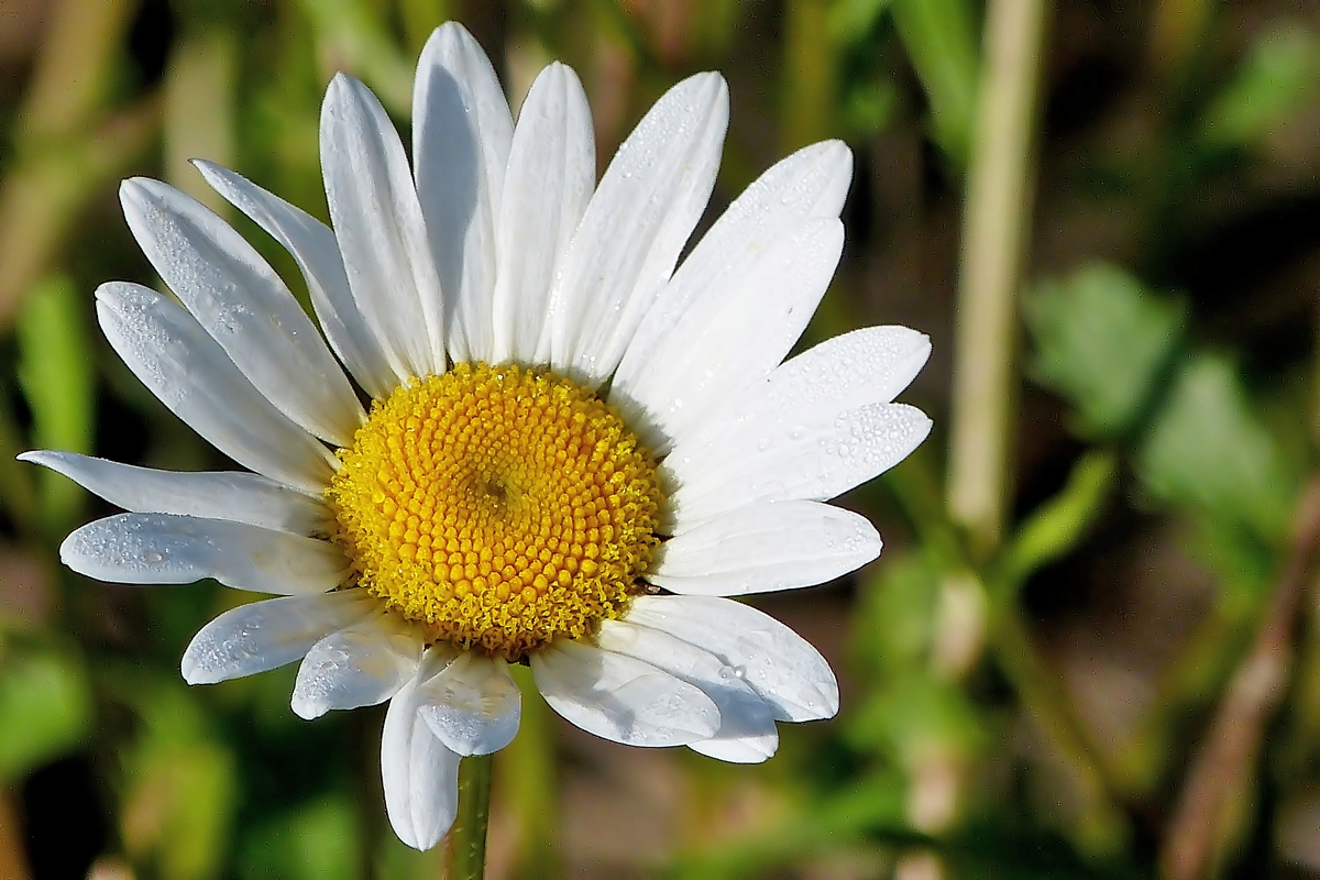 . Tautropfen im Morgenlicht des 25.05.2014. (Jeanny)