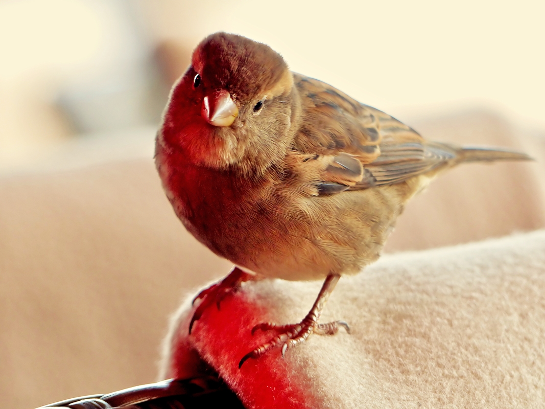 . Terrassenwetter in K�ln - Nicht nur f�r Touristen. 20.11.2014 (Jeanny)