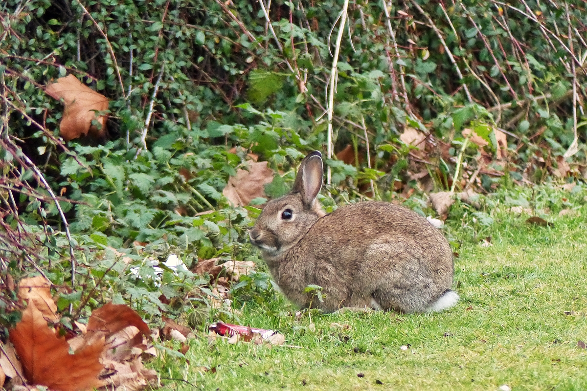 . �berraschende Begegnung unterwegs zum Braunschweiger Hauptbahnhof. 03.01.2015 (Jeanny)