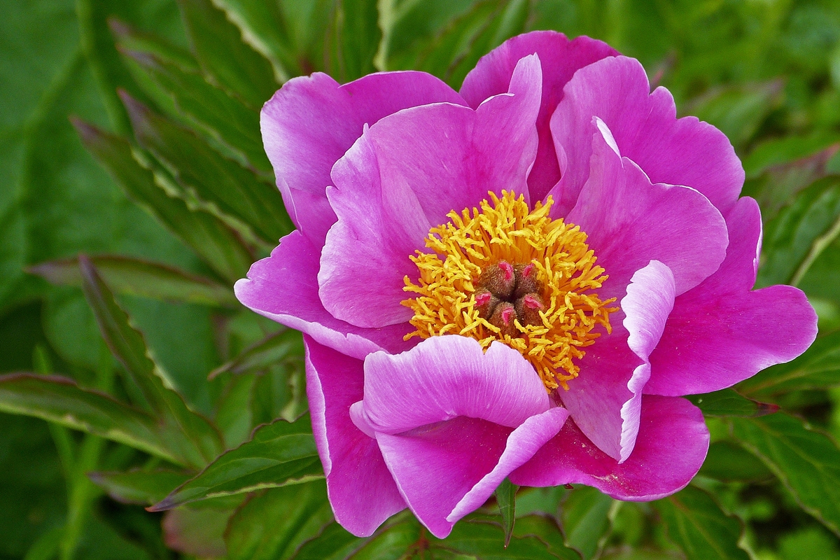. Vor zehn Jahren als gelbe Pfingstrose gekauft, bl�ht sie jetzt zum ersten Mal, allerdings nicht gelb. Wahrscheinlich handelt es sich um  die Echte Pfingstrose oder Europ�ische Pfingstrose (Paeonia officinalis). 15.06.2015 (Hans)
