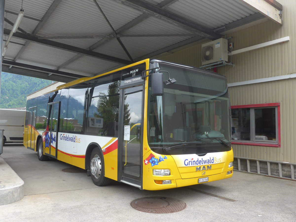 (216'775) - Grindelwaldbus, Grindelwald - Nr. 14/BE 202'568 - MAN/Gppel am 3. Mai 2020 in Interlaken, Postgarage