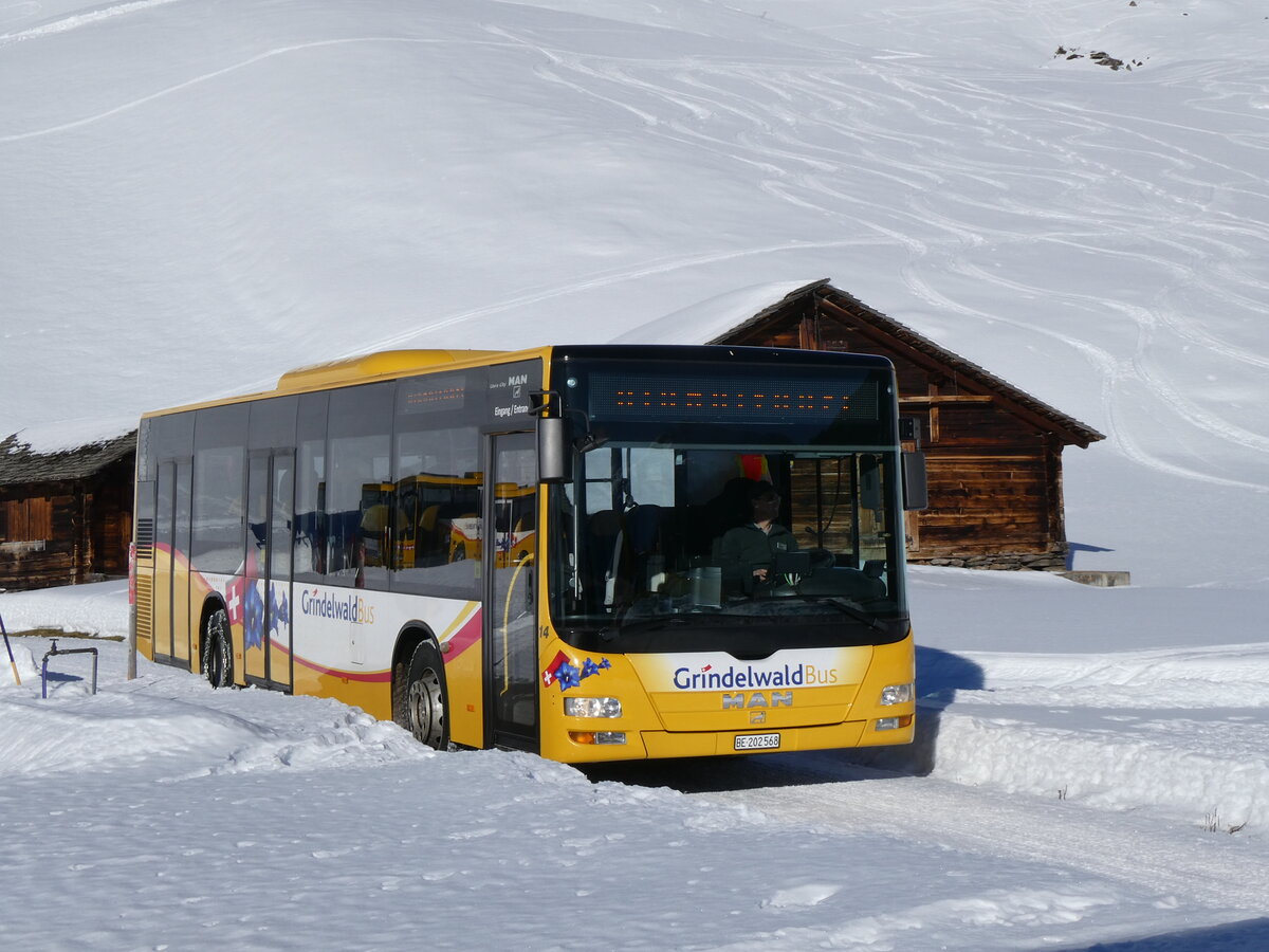 (270'365) - GrindelwaldBus, Grindelwald - Nr. 14/BE 202'568 - MAN/G�ppel am 29. Dezember 2024 auf der Bussalp