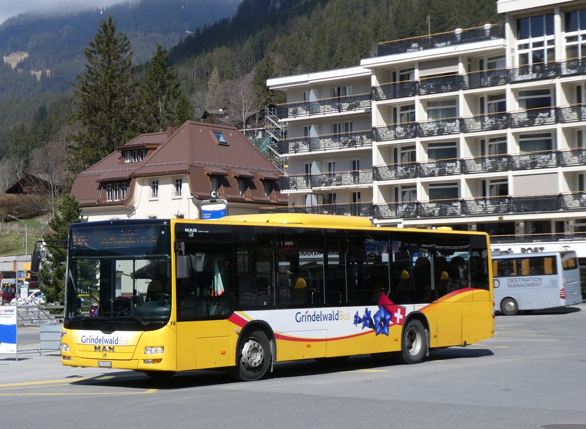 (273'257) - GrindelwaldBus, Grindelwald - Nr. 14/BE 202'568 - MAN/G�ppel am 28. M�rz 2025 beim Bahnhof Grindelwald