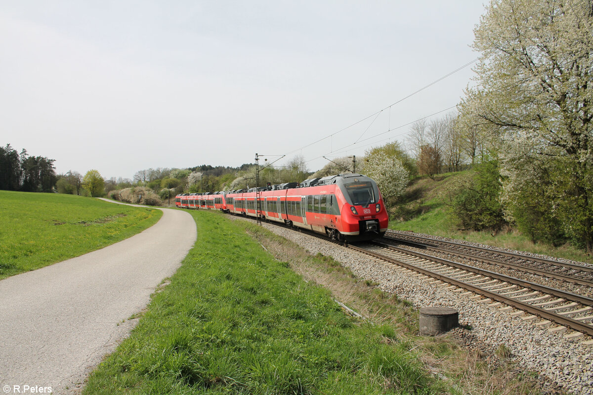 442 224 als S1 39153 Forchheim - Neumarkt/Oberpfalz bei Pölling. 07.04.24