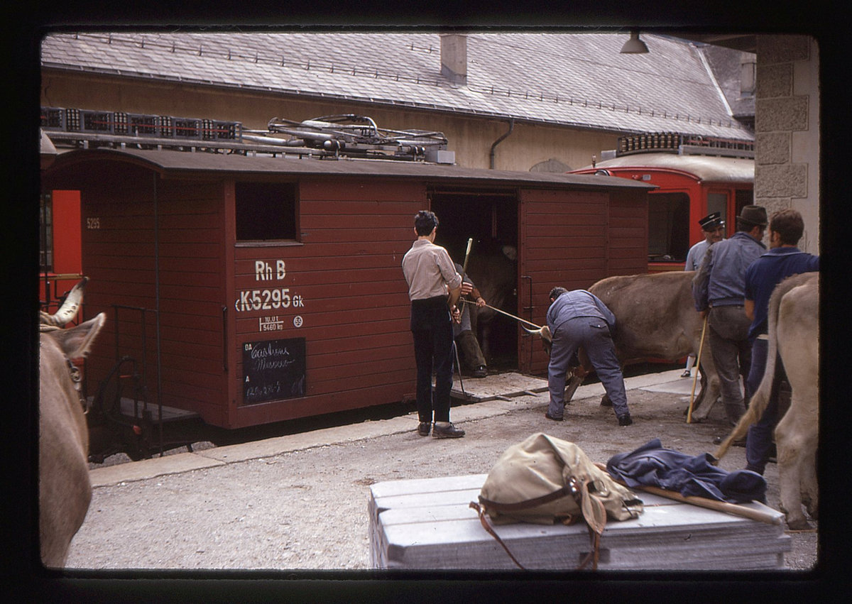 Auf der einstigen RhB-Strecke Bellinzona-Mesocco, 14.September 1970: Verladen von Vieh in Mesocco. 