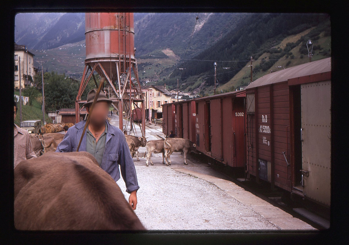 Auf der einstigen RhB-Strecke Bellinzona-Mesocco, 14.September 1970: Verladen von Vieh in Mesocco. 