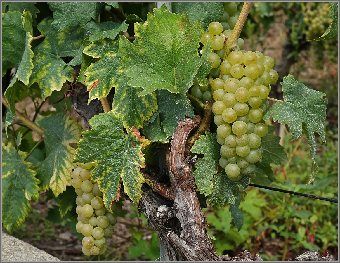 Bei soviel Sonnenschein liess es sich gut reifen.Bald ist Erntezeit.
(18.08.2015)