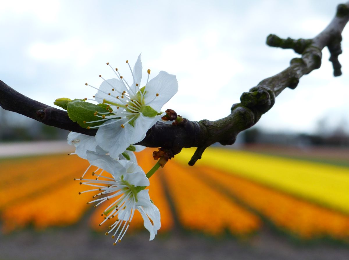 Blte und Blumenfelder. Voorhout 17-04-2016.

Bloesem met op de achtergrond loembollenvelden. Voorhout 17-04-2016.