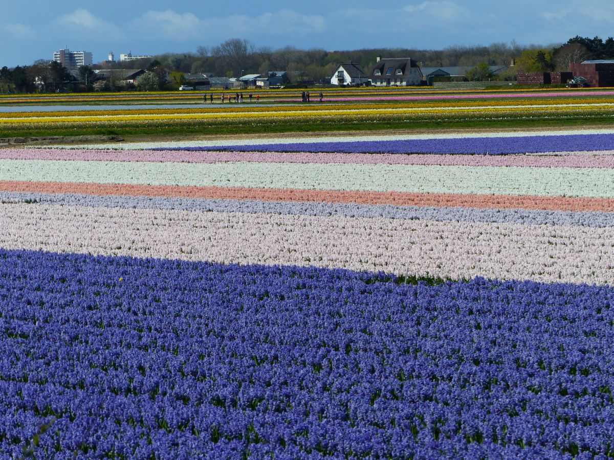 Blumenfelder Gooweg, Noordwijkerhout 17-04-2016.

Bloembollenvelden, Gooweg, Noordwijkerhout 17-04-2016.