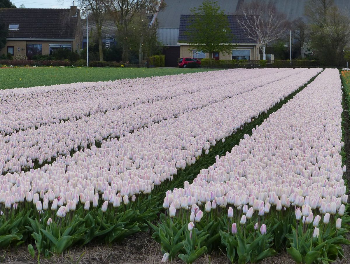 Blumenfelder Voorhout 17-04-2016.

Bloembollenvelden Voorhout 17-04-2016.