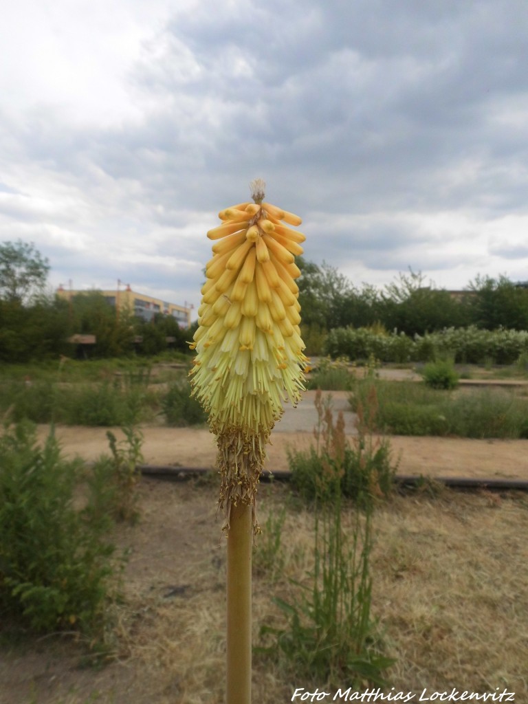 Blumenvielfalt am Th�ringer Bahnhof in Halle (Saale) am 11.6.15