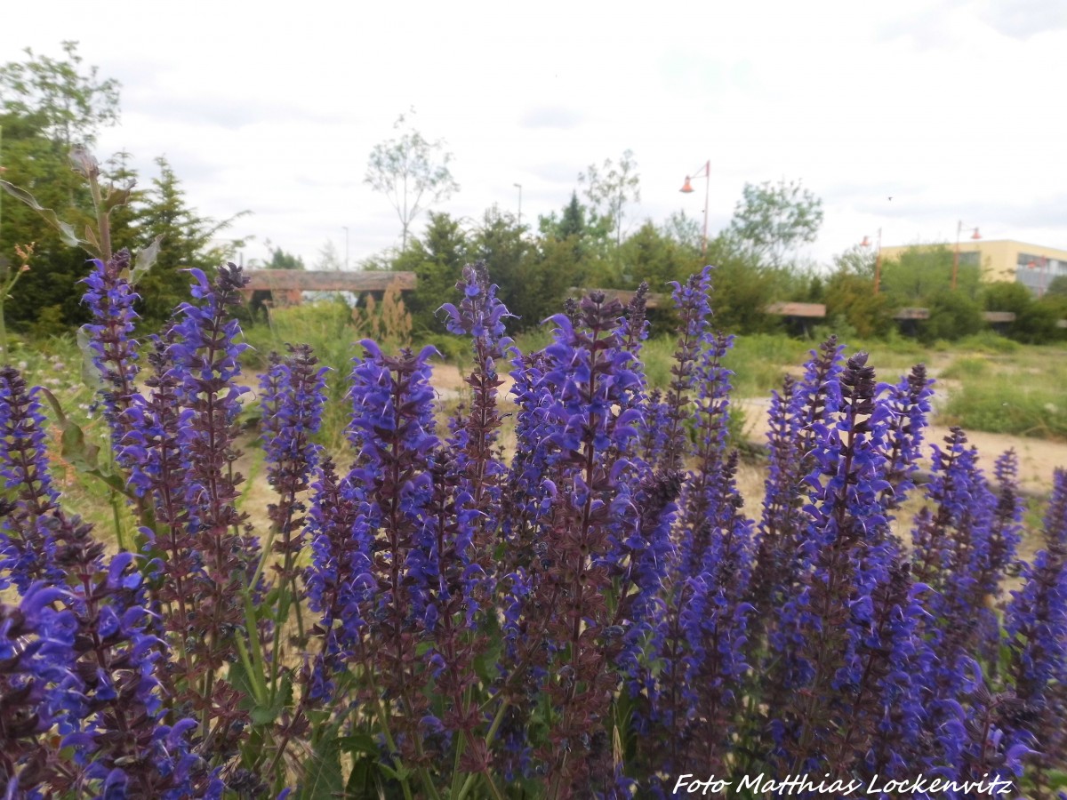 Blumenvielfalt am Th�ringer Bahnhof in Halle (Saale) am 11.6.15