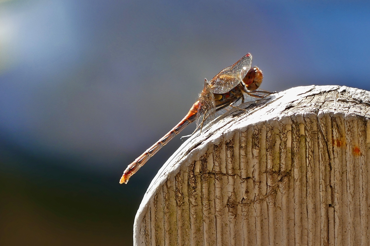Die Gro�e Heidelibelle (Sympetrum striolatum) genie�t das Sonnenbad in der N�he von Bollendorf-Pont. 13.10.2019 (Jeanny)