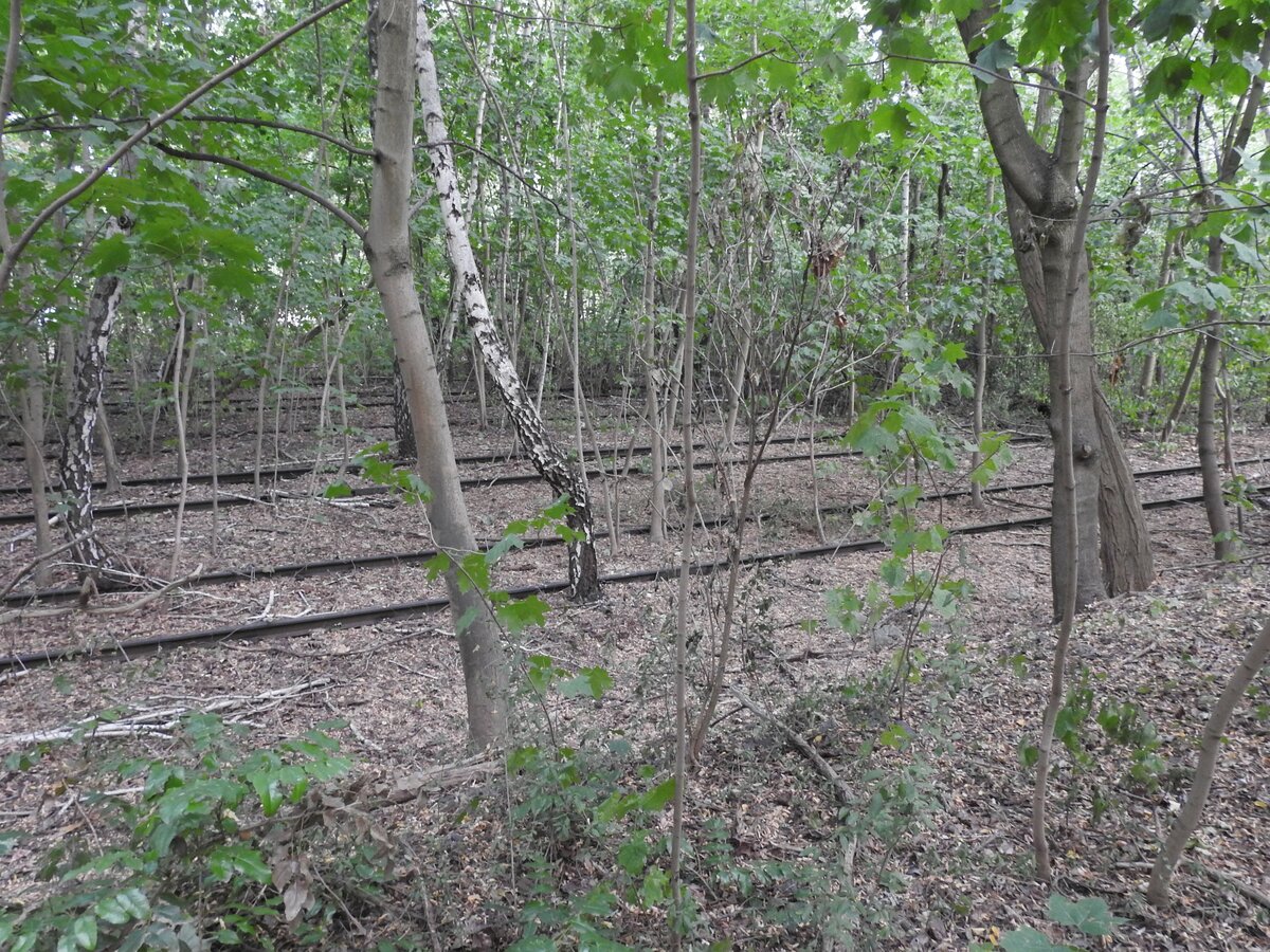Die Natur erobert sich ihren Bestand im Naturpark Südgelände Berlin, ehemals Verschiebebahnhof Tempelhof zurück. Überwachsene Gleise am 05.09.2018.
