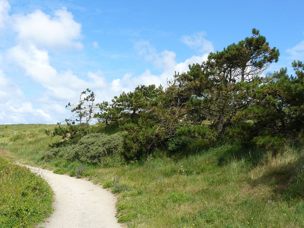 Dne bei Noordwijk 22-06-2014.

Duinen bij Noordwijk 22-06-2014.