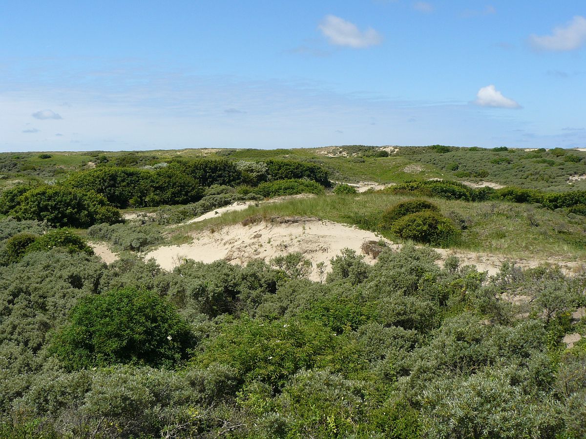 Dne bei Noordwijk 22-06-2014.

Duinen bij de Zeeweg in Noordwijk 22-06-2014.