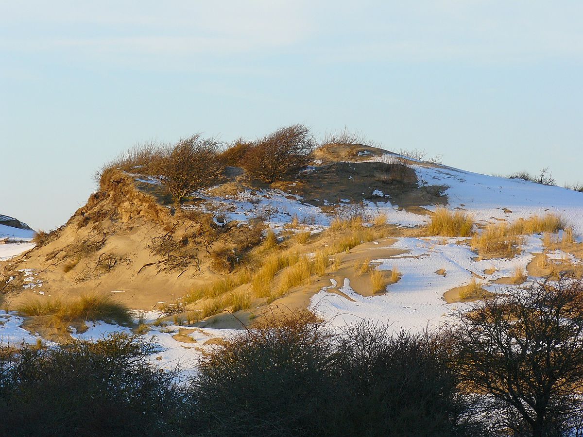 Dne bei Wassenaar 28-12-2014. 

Duinen Meijendel, Wassenaar 28-12-2014.