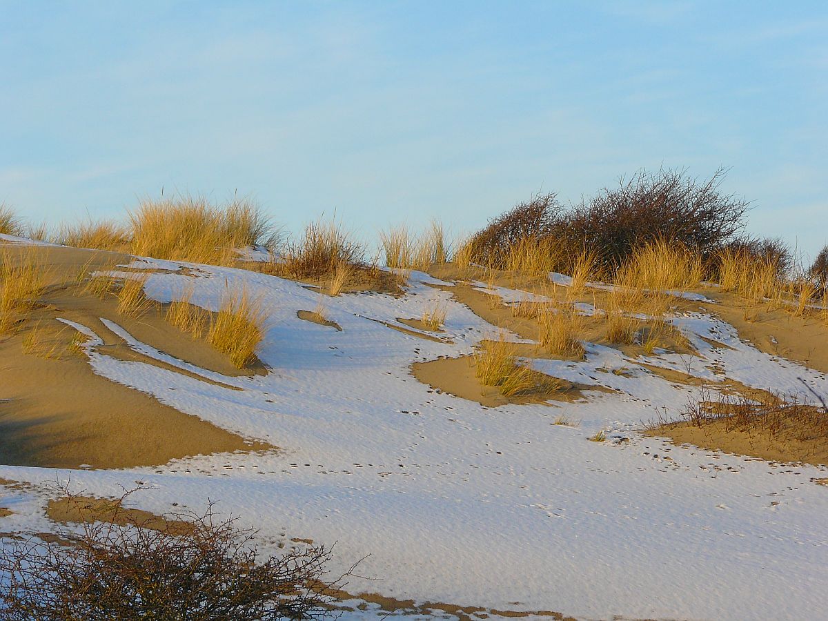 Dne bei Wassenaar 28-12-2014. 

Duinen Meijendel, Wassenaar 28-12-2014.