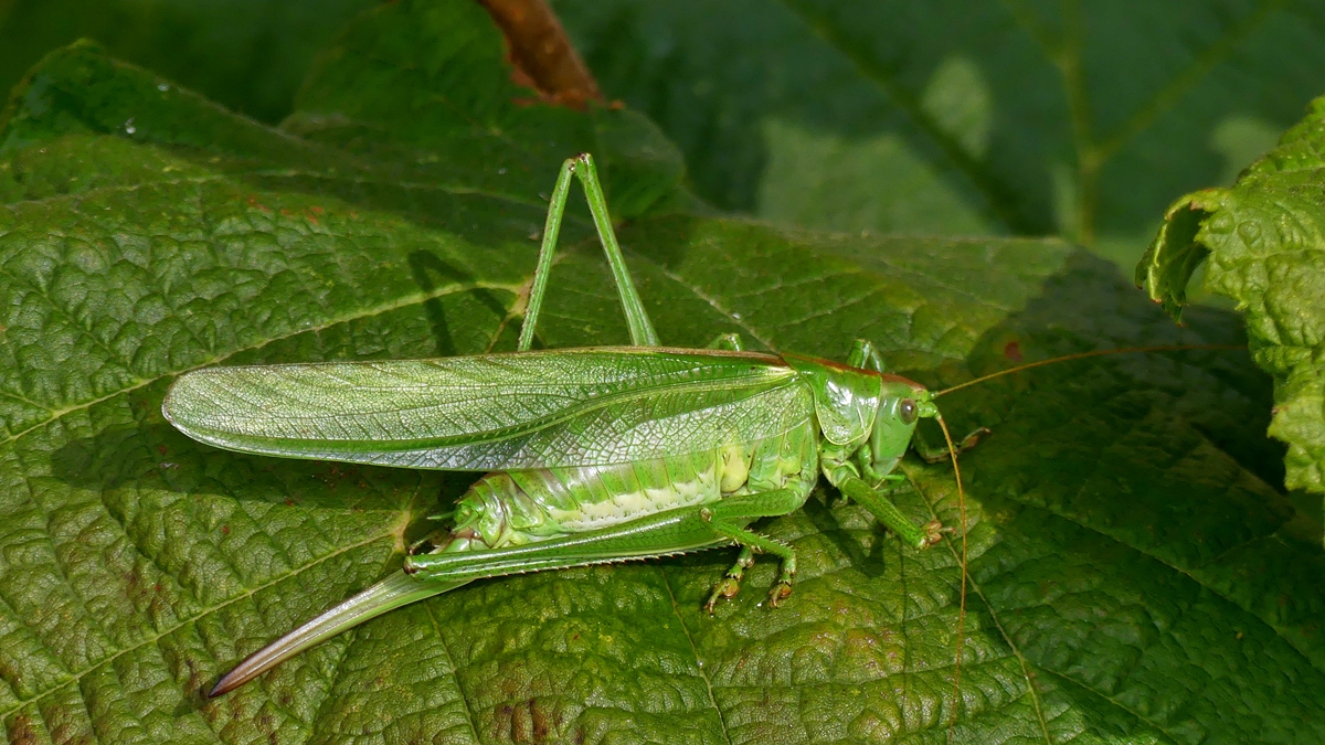 Ein alter Bekannter ist zur�ck in unserem Garten. 17.08.2018 (Jeanny)