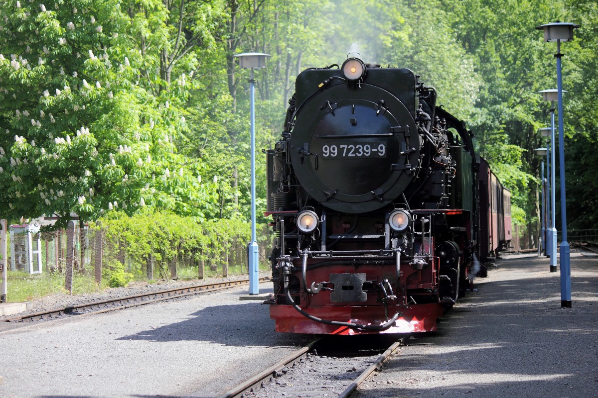 Einfahrt 99 7239-9 am 25. Mai 2014 in den Bahnhof Alexisbad als HSB 8963.