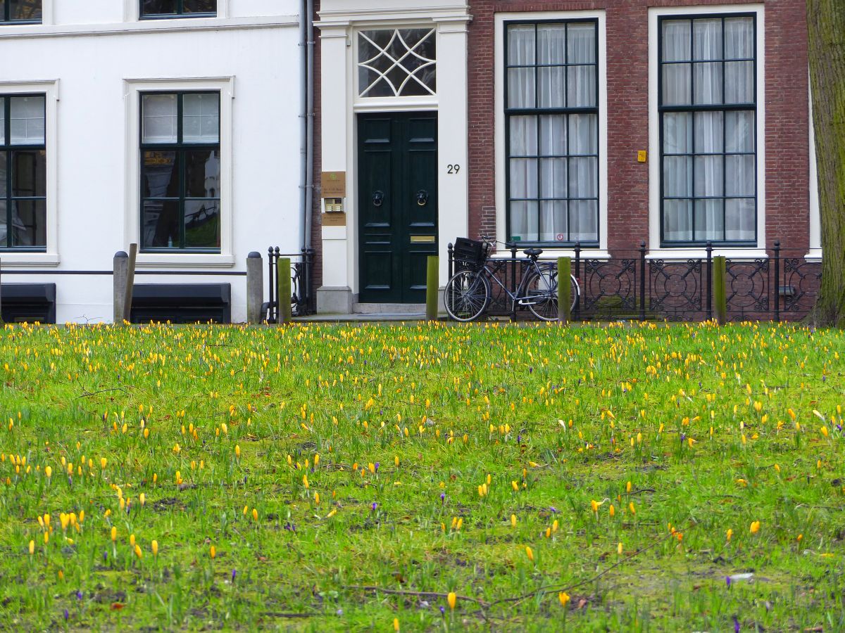 Erste Krokusse Lange Voorhout, Den Haag 07-02-2016.

Eerste krokussen Lange Voorhout, Den Haag 07-02-2016.