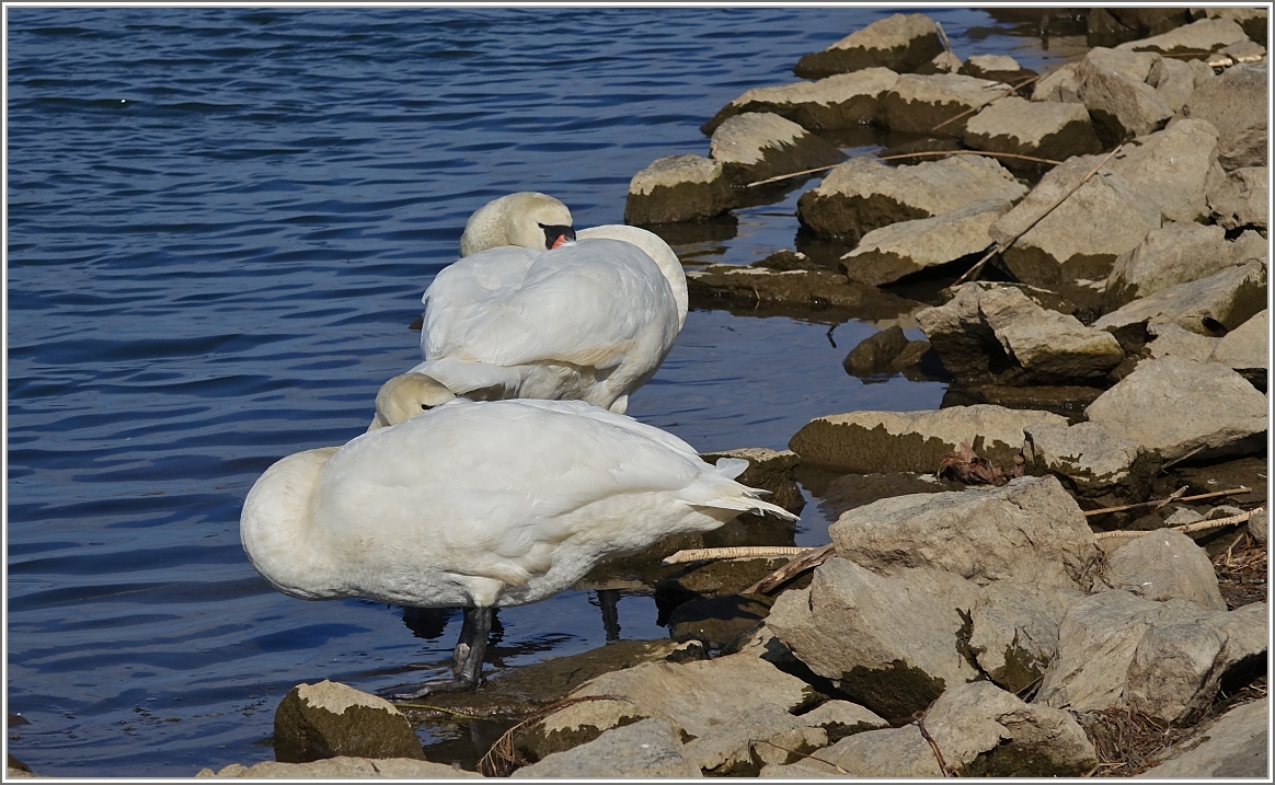 Frühjahrsmüdigkeit
(10.03.2015)