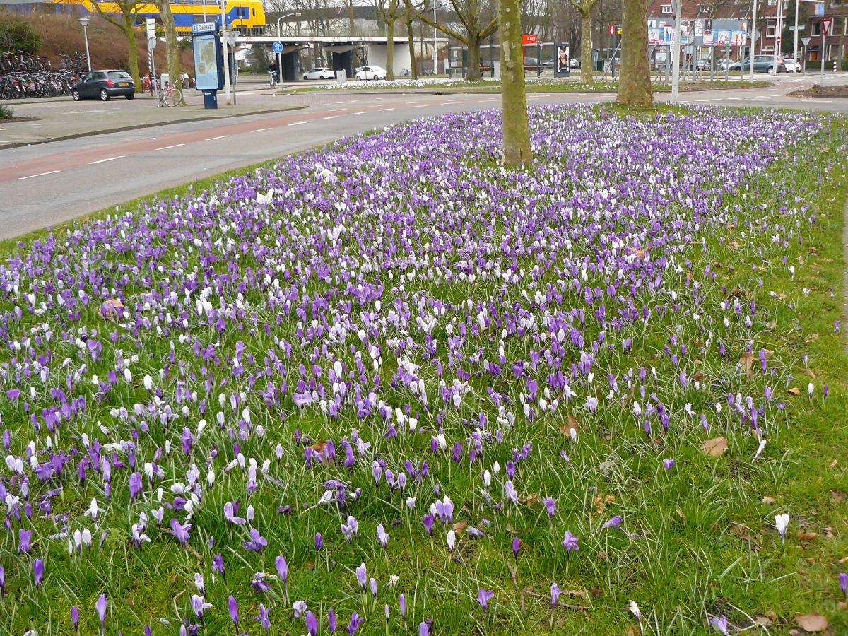 Frhlings-Krokusse in Leiden, Niederlande 15-03-2015.

Bloeiende krokussen Kamerlingh Onnesplein, Leiden 15-03-2015.