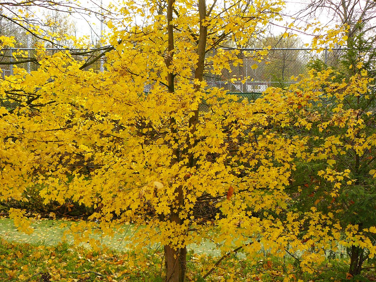 Herbstfarben Park Roomburg, Leiden, Niederlande 24-11-2013.

Herfstkleuren Park Roomburg, Leiden 24-11-2013.