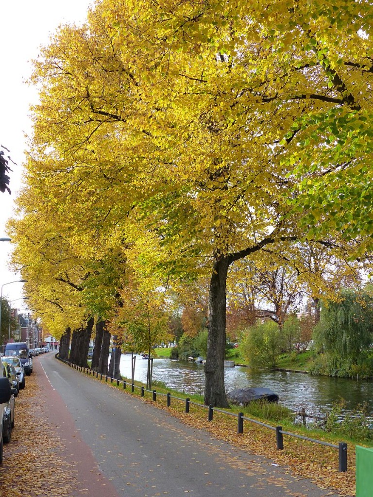 Herbstfarben. Zoeterwoudse singel Leiden 25-10-2015.

Herfstkleuren. Zoeterwoudse singel Leiden 25-10-2015.