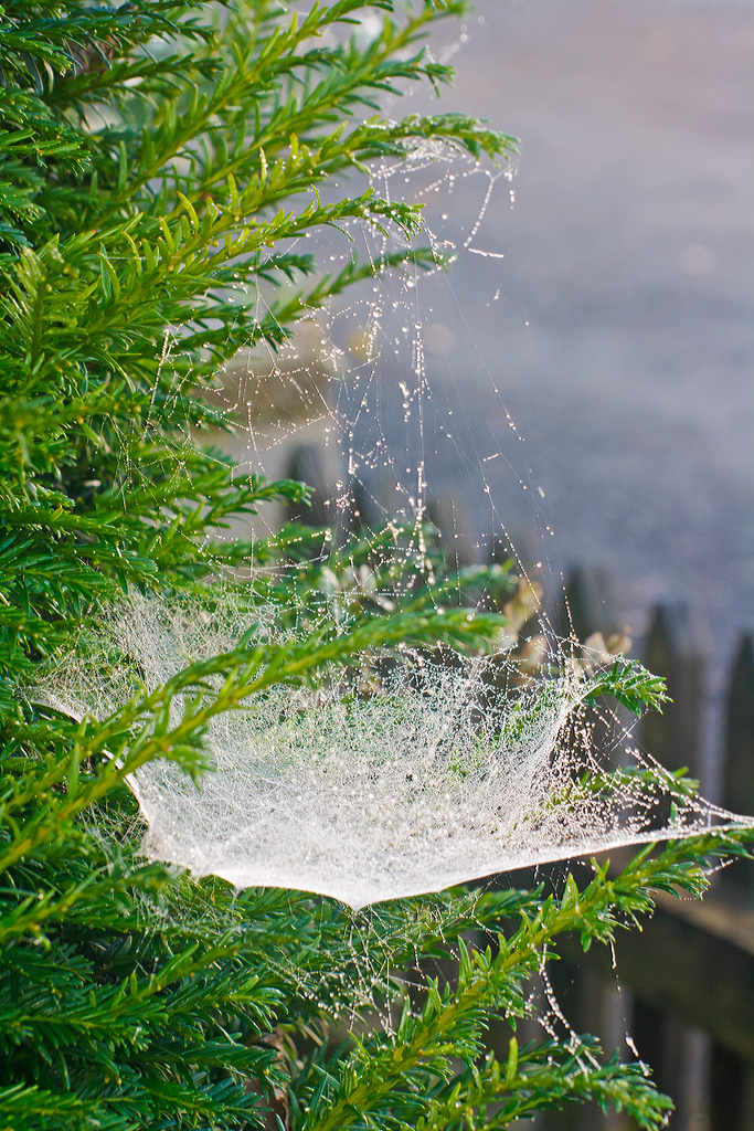 
Impressionen vor unserem Haus....
Morgenreif an einem Spinnennetz in der Eibe vor unserem Haus (12.10.2014).
