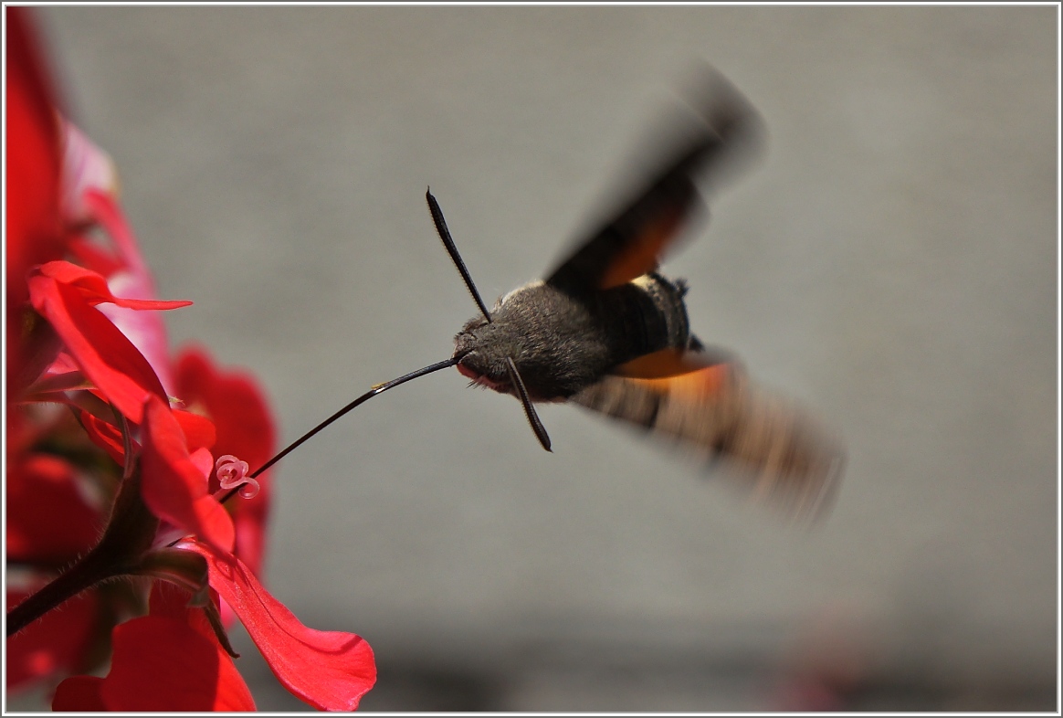 In Windeseile ernährt sich das Taubenschwänzchen.
(03.10.2014)