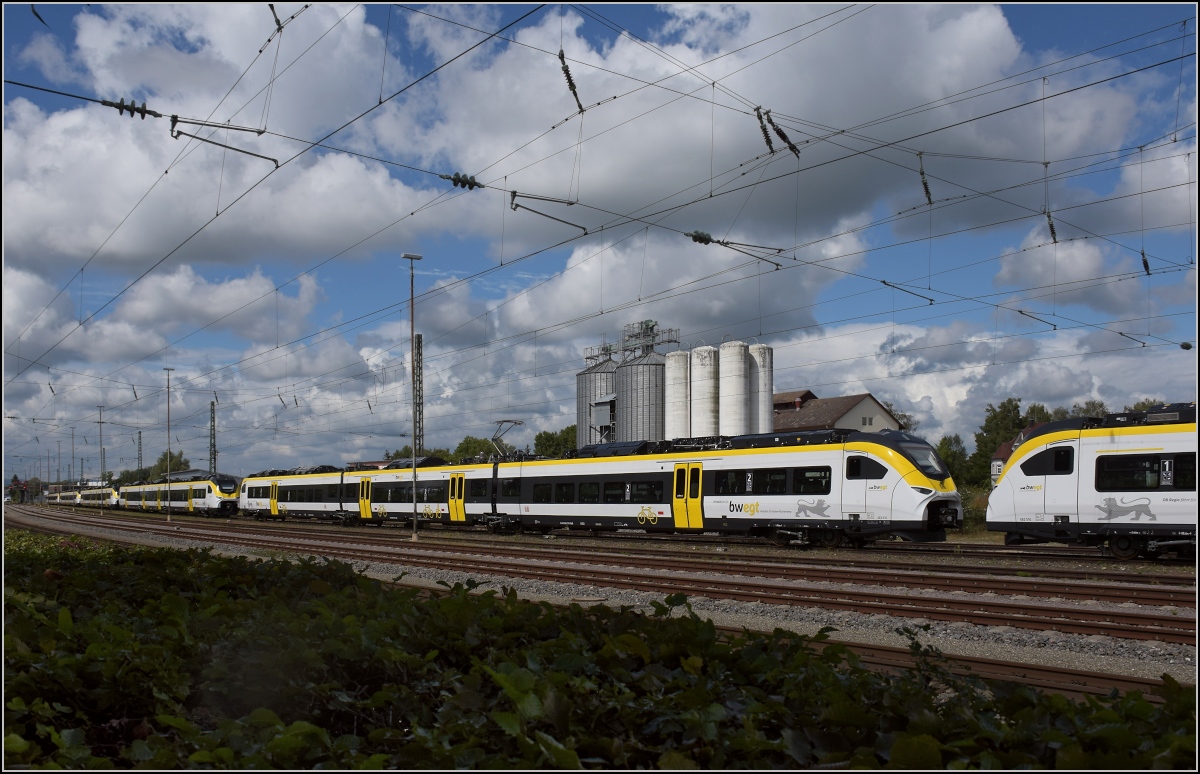 Karpfenzucht in Radolfzell. Ursprünglich drei Karpfen haben sich bereits auf 8 Exemplare vermehrt. 463 019, 017, 014 und 015 im Güterbahnhof, die Nase steckt noch 463 010 ins Bild. Am Bodensee großgezogen und wohl bald am Oberrhein ausgesetzt... August 2020.