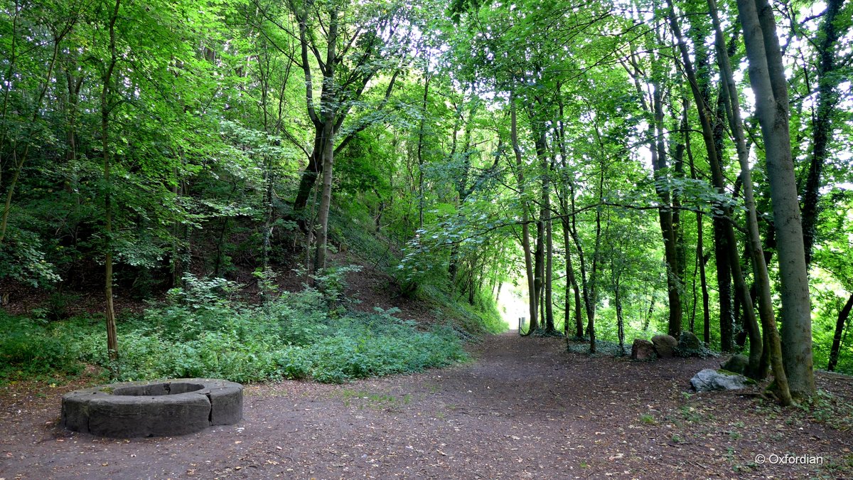 Lüneburger Kalkberg, schattiger Platz am Hang.