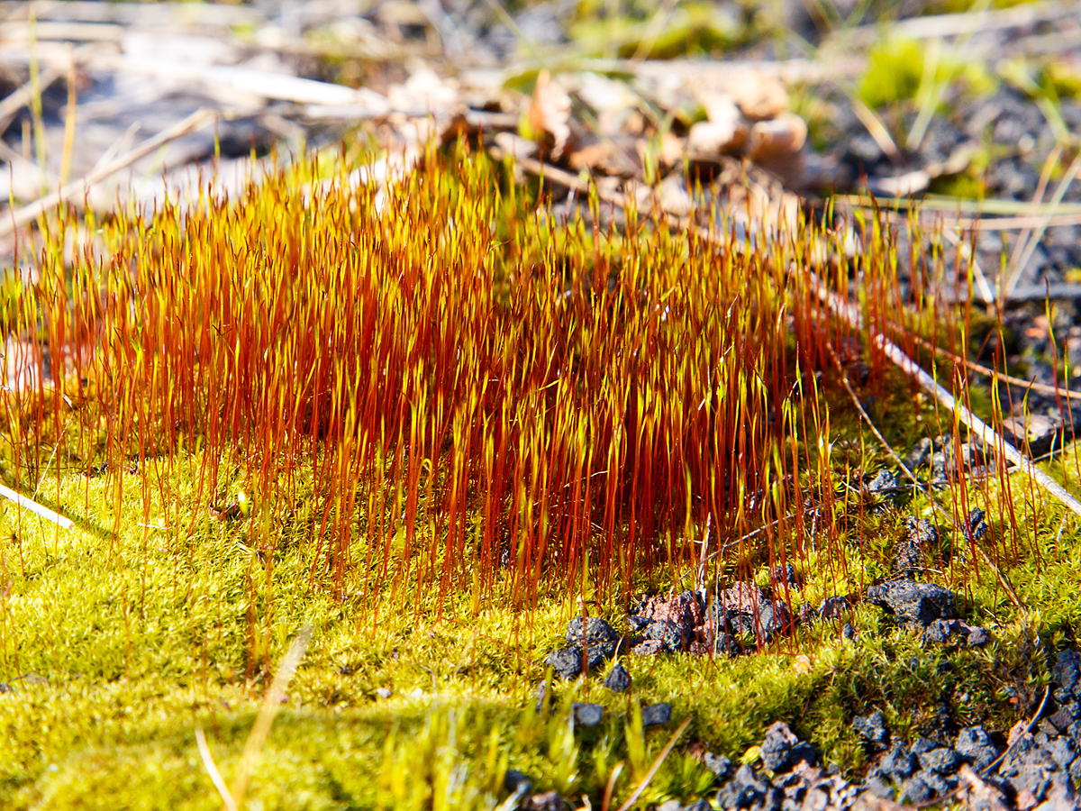 
Moos in Betzdorf/Sieg am 22.02.2015