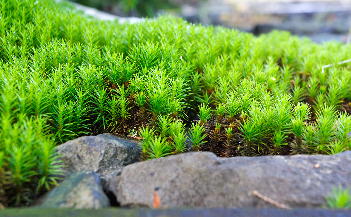 
Moos neben einem stillgelegtem Gleis in Betzdorf/Sieg am 26.10.2014.