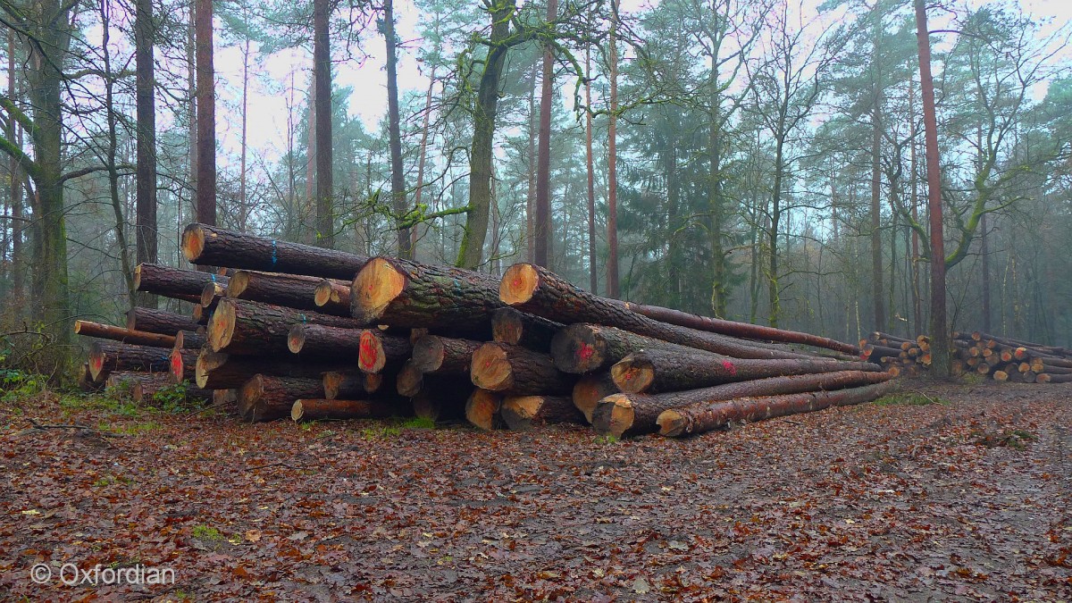 Nutzholzstapel bei Stübeckshorn, Lüneburger Heide.