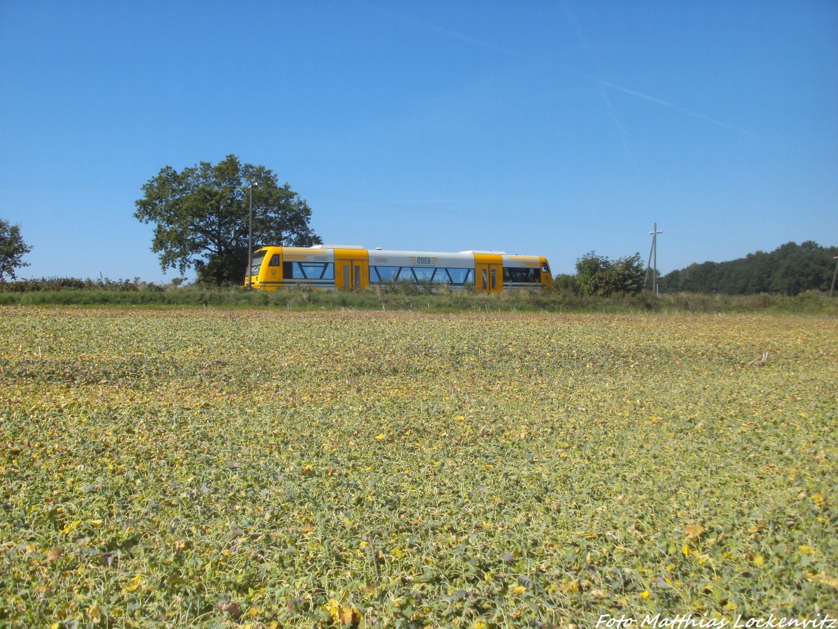 ODEG VT 650.74 im Auftrag der PRESS unterwegs nach Bergen auf R�gen am 6.9.14