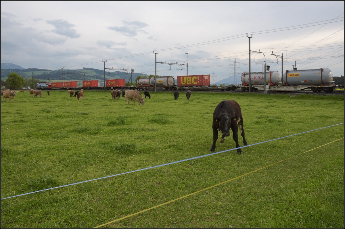 Photobombing (8).

Eigentlich wollte ich nur die Vorbeifahrt von 193 478 'Gotthardo' mit Güterzug vor friedlich wiehernden... pardon friedlich grasenden Kühen fotografieren, aber...

Reusshöfe, April 2022
