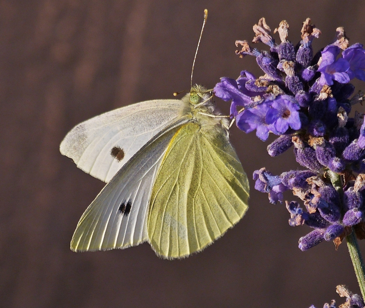 Rapswei�ling an der Bl�te vom Lavendel.12.09.2021