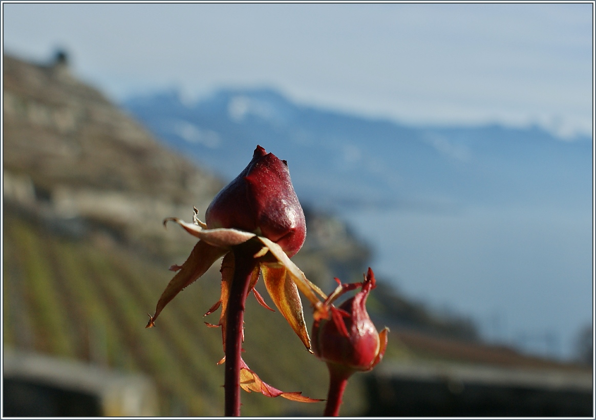 Rosenknospen im Lavaux am 01.01.2014. 
Es senden rosige Neujahrgrüsse Stefan und Christine