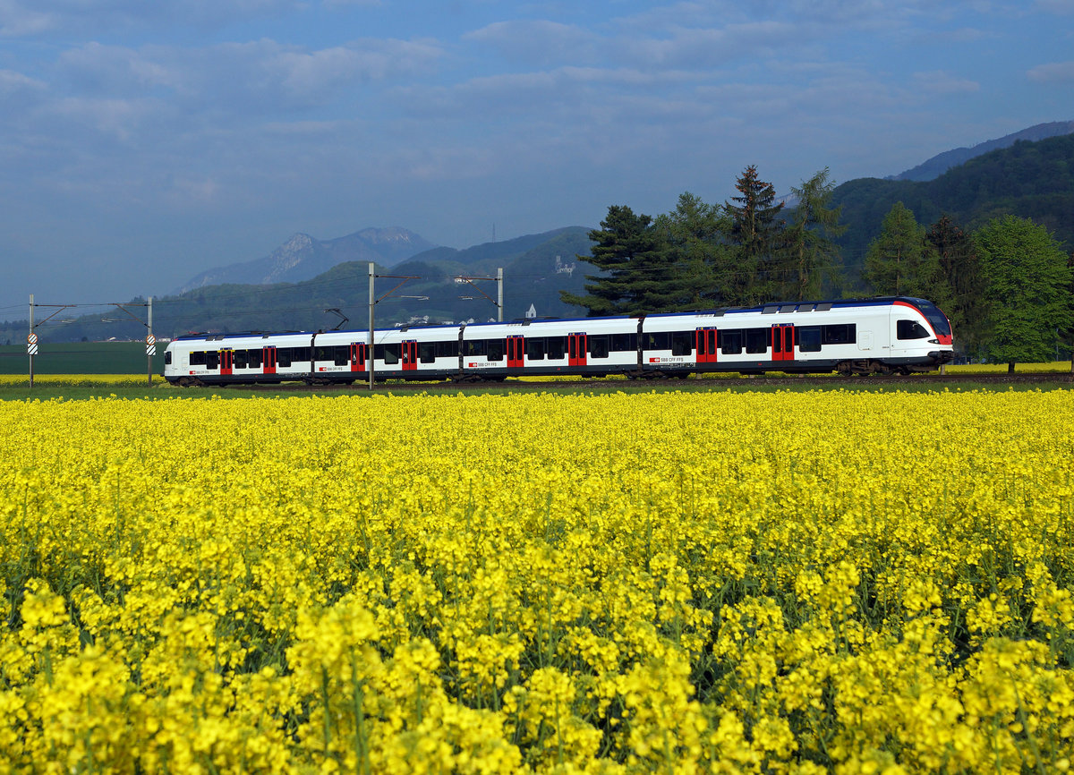 SBB: Regionalzug Biel-Olten mit einem Triebzug RABe 523 Flirt bei Niederbipp am 3. Mai 2016.
Foto: Walter Ruetsch 