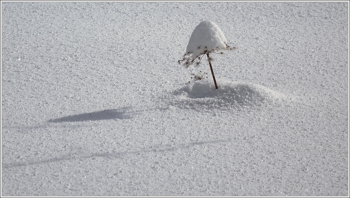 Schneefliegenpilz
(03.02.2015