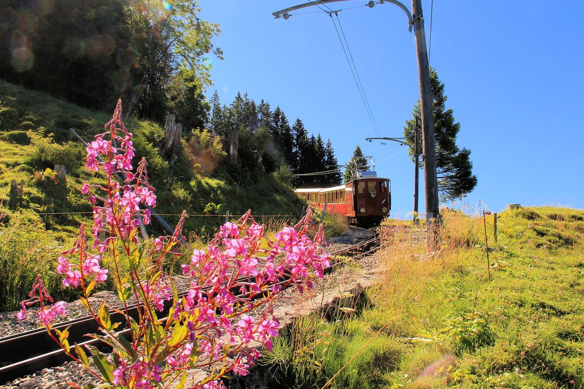 Schynige Platte Bahn: Lok 14 im Aufstieg unterhalb Breitlauenen. 23.August 2016. 