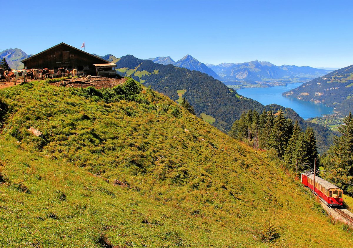 Schynige Platte Bahn: Lok 14 mit den Wagen 24 und 23 in der Kuh-Landschaft unterhalb Breitlauenen. 23.August 2016. 