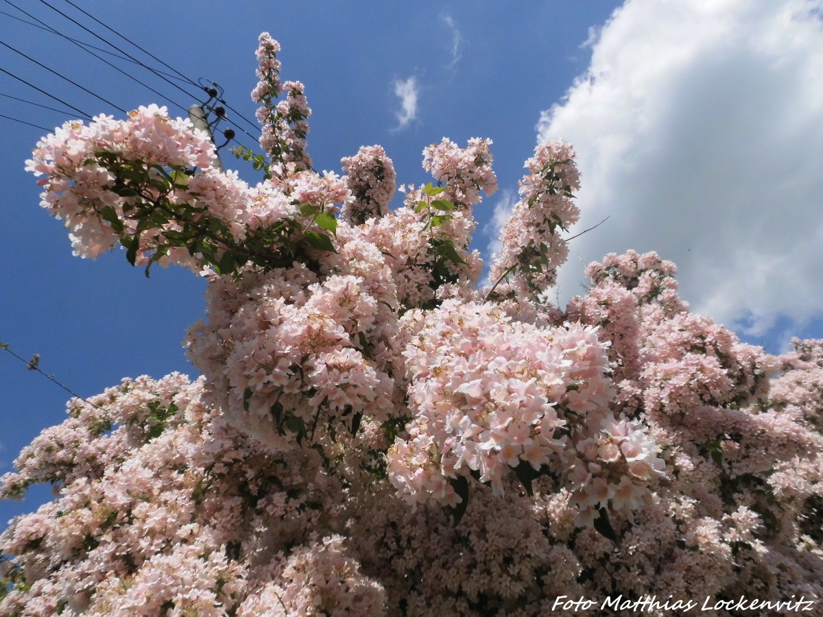 Sommerbl�te in Teutschenthal (Ost) am 4.6.15