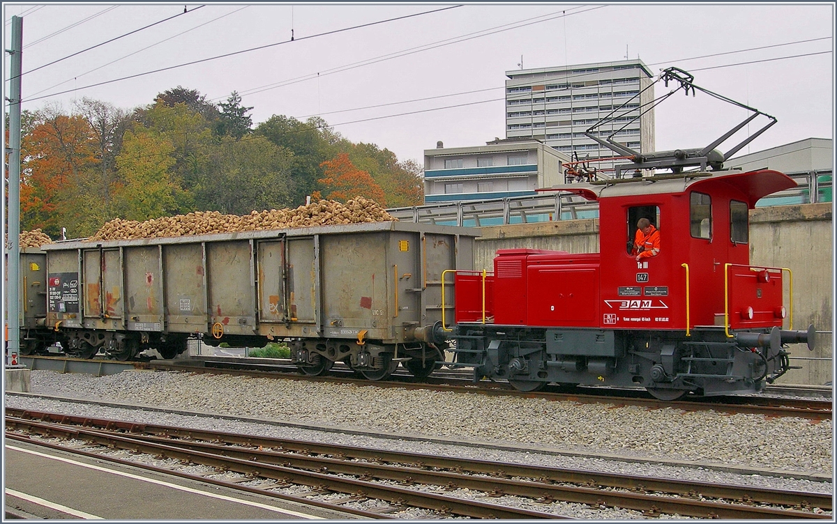 Tm III N° 147 der BAM zieht die mit Zuckerrüben beladenen Eaos von der Rollbockanlage aufs Normalspurgleis. 
Morges 25. Oktober 2007