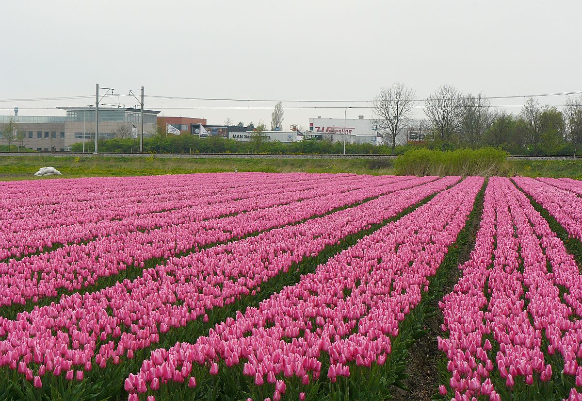 Tulpen Wasbeeklaan, Warmond 06-04-2014.