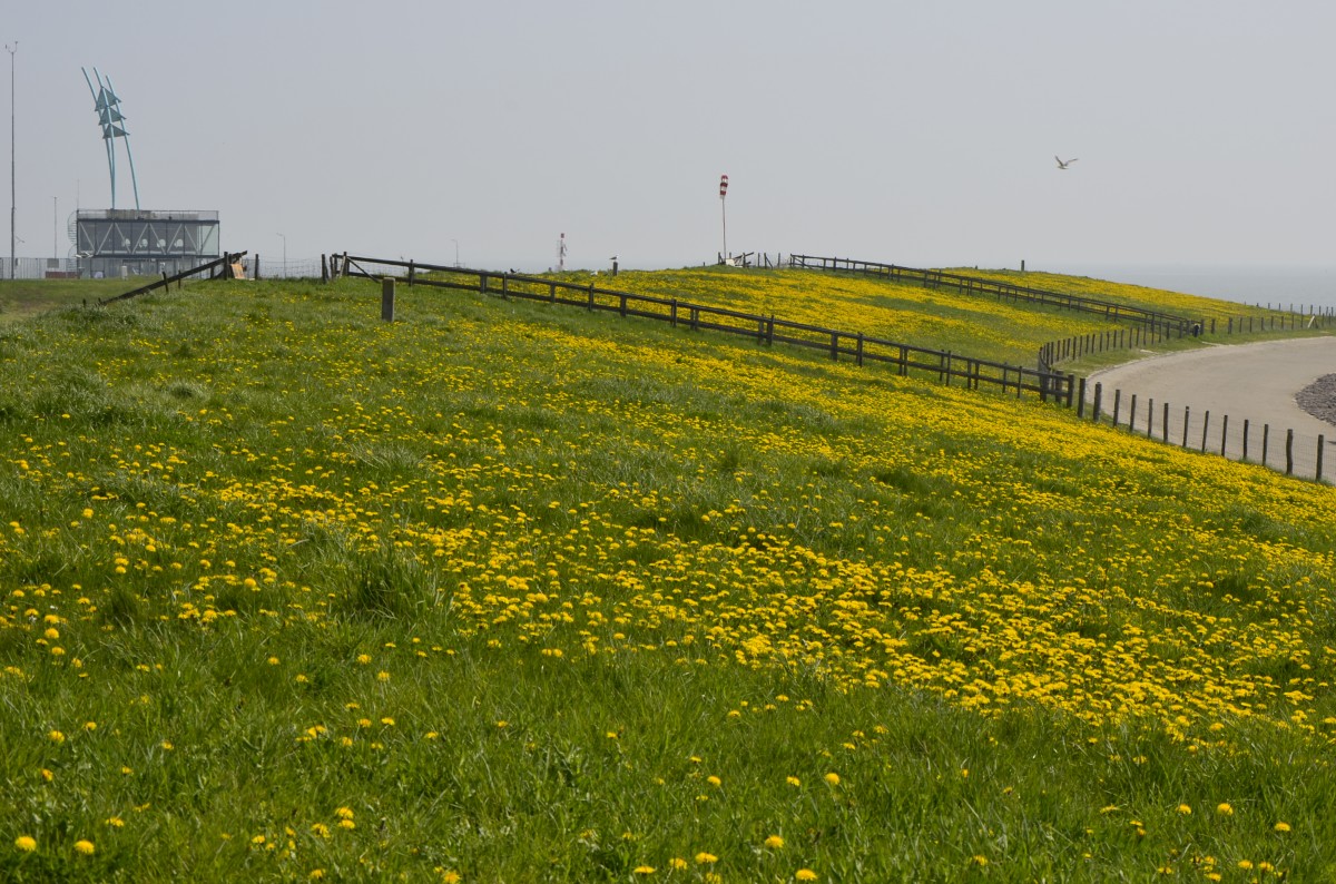 �bers�t mit L�wenzahn ist der Damm in Vlissingen hier am 23.04.2015.  Vom F�hranleger gelangt man zu Fu� in ca. 30 Minuten in die Innenstadt.