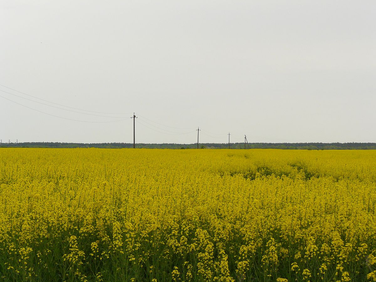 Velden met koolzaad planten bij de snelweg rond Zhovkva, Oekrane 03-05-2014.